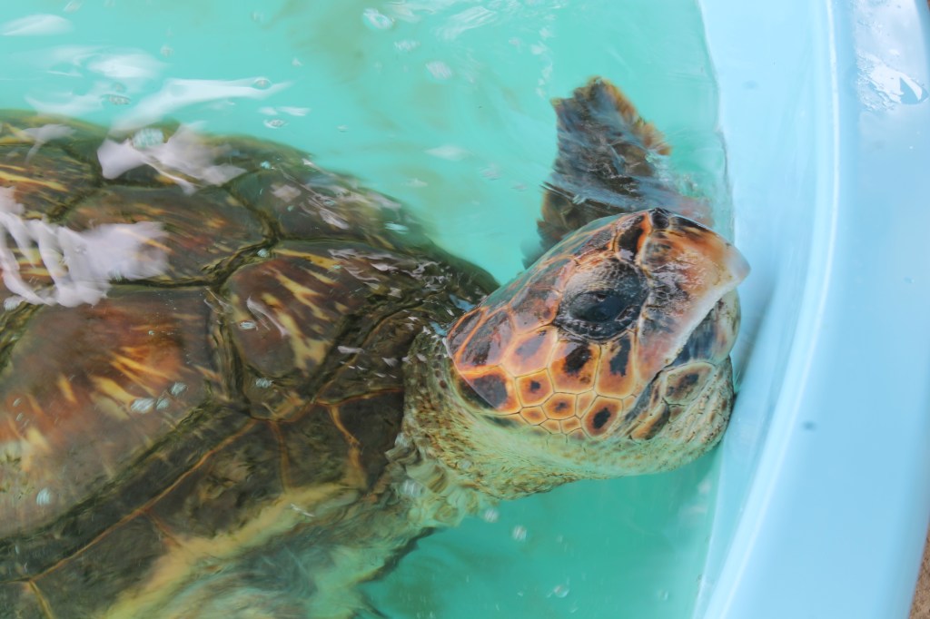 Proyecto TAMAR: «De cada mil tortugas nacidas, solo una o dos alcanzan la&nbsp;madurez»